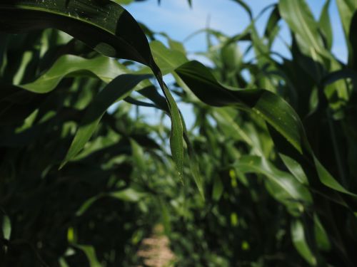 cornfield corn cultivation agriculture