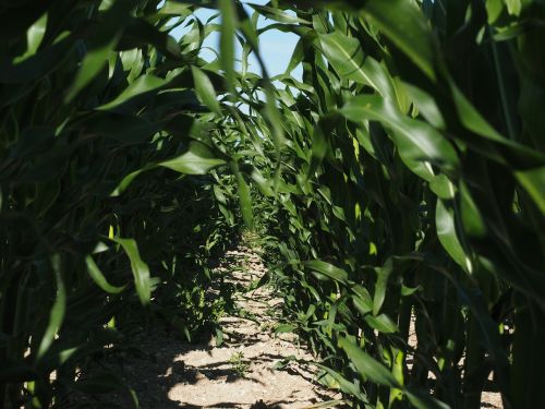 cornfield corn cultivation agriculture