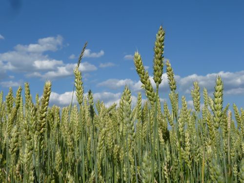 cornfield summer sky cereals