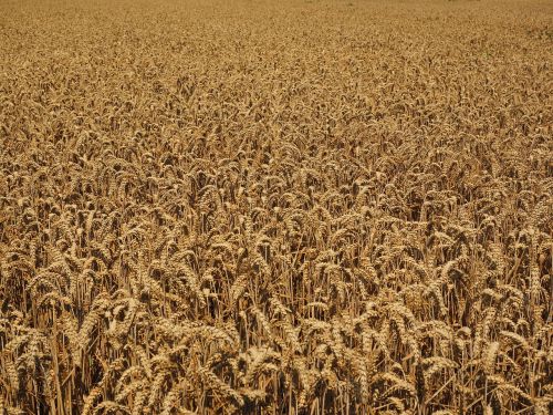 cornfield wheat field harvest