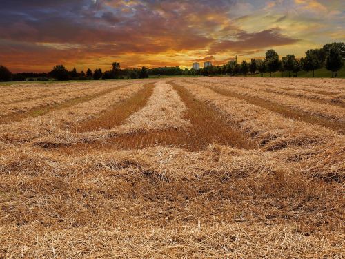 cornfield wheat field cereals