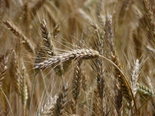 cornfield ear harvest