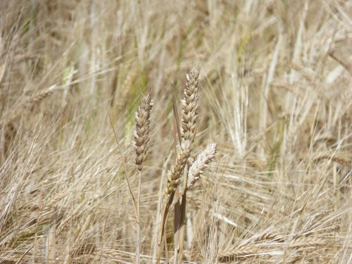 cornfield cereals ear