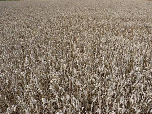 cornfield summer plant