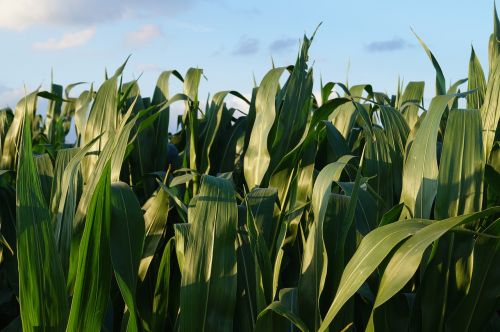cornfield green corn