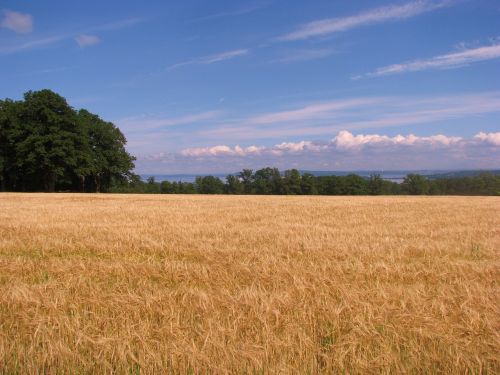 cornfield field tree