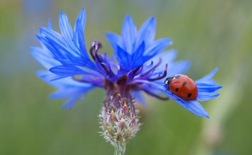 cornflower ladybug siebenpunkt