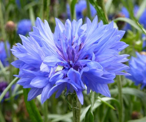 cornflower blue summer