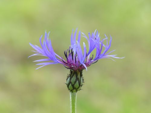 cornflower flower blossom