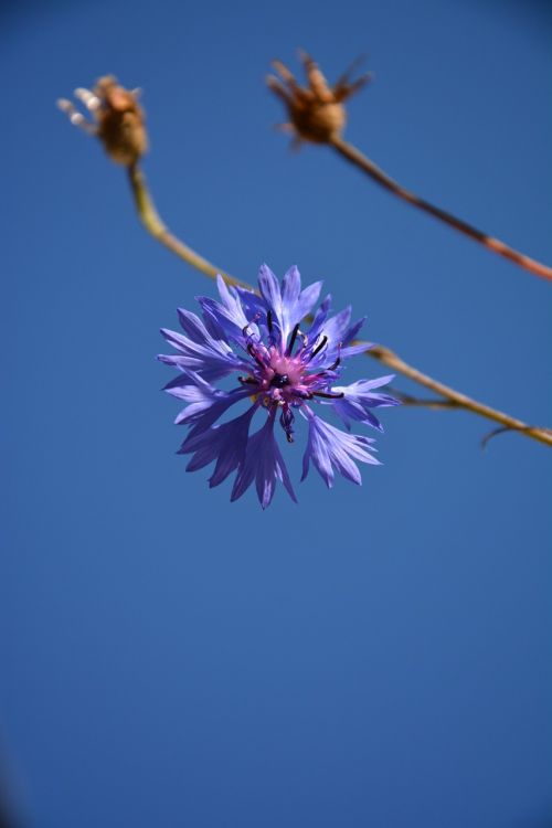 cornflower summer blue