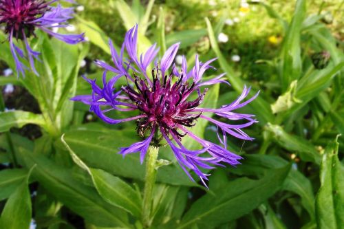 cornflower blue wild flower