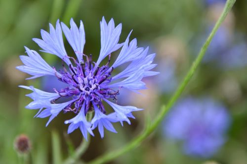 cornflower blossom bloom