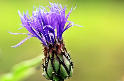 cornflower mountain knapweed flower