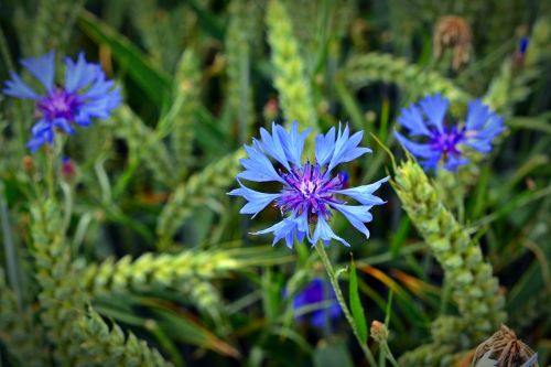 cornflower blossom bloom