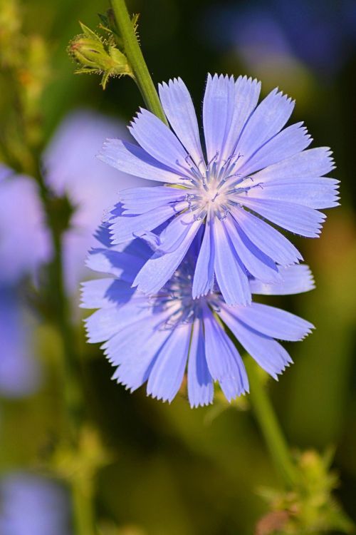 chicory blossom bloom