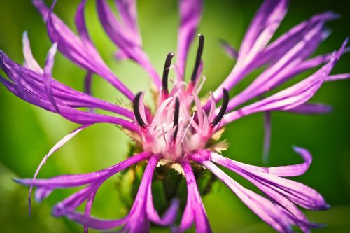 cornflower flower blue