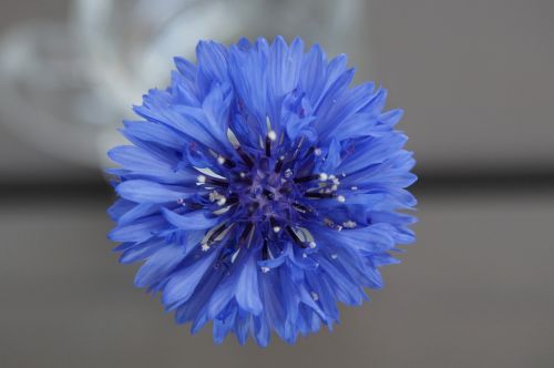 cornflower blue flower