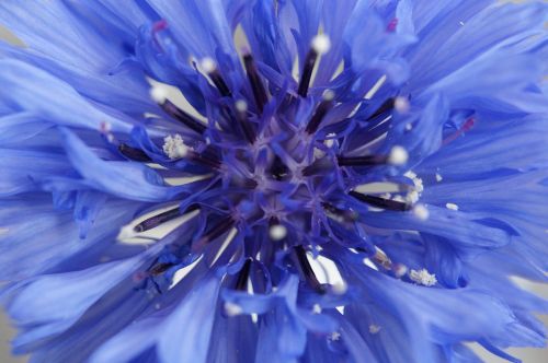 cornflower blue flower