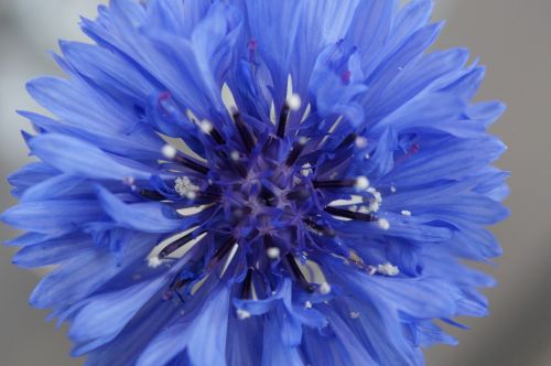 cornflower blue flower