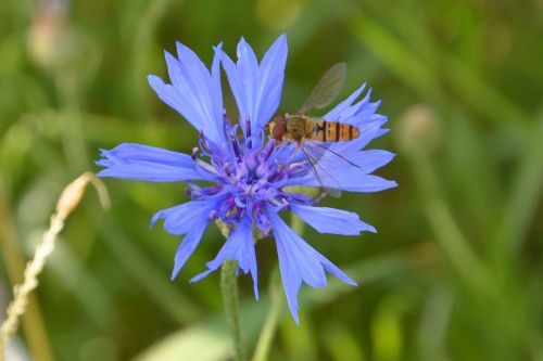 cornflower blue wild bee