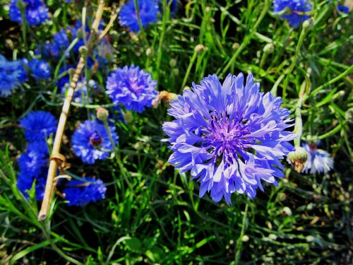 cornflower blue flower cornflowers