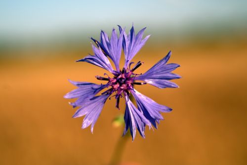 cornflower flower blue