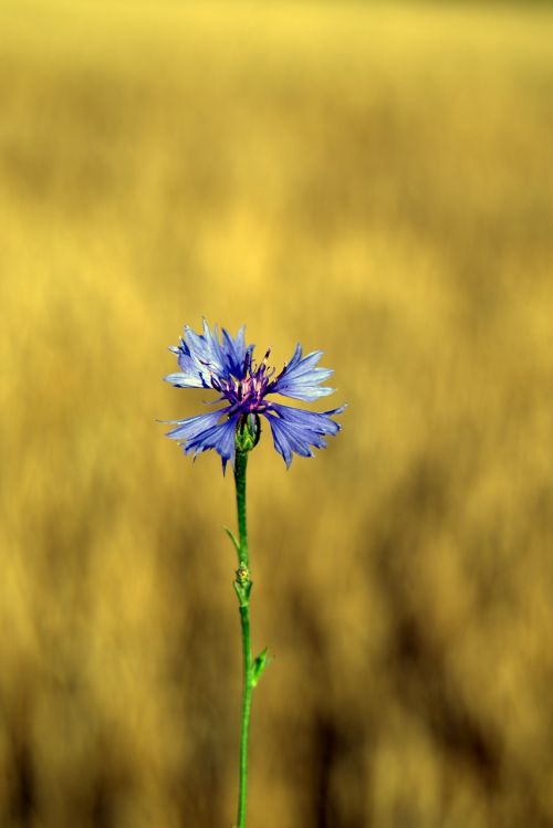 cornflower flower blue