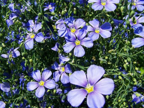 cornflower light blue garden