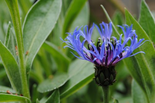 cornflower blue flower