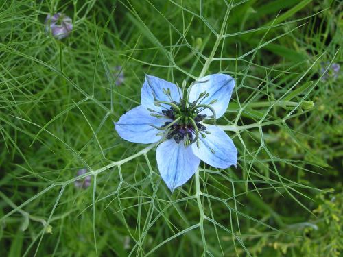 cornflower blue petal