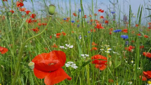 cornflower poppy summer