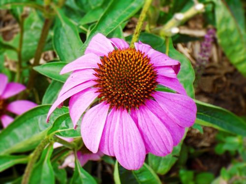 cornflower echinacea pink