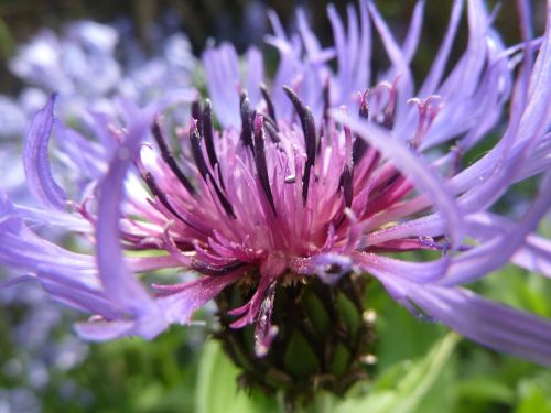 cornflower blue blossom