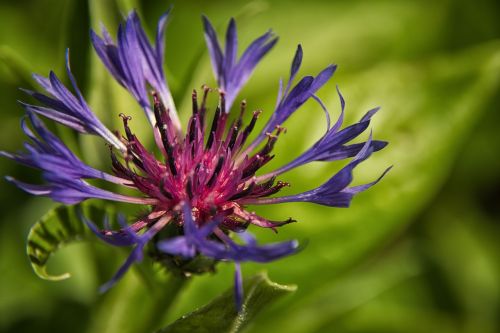 cornflower flower blue