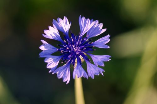 cornflower bluebottle blue