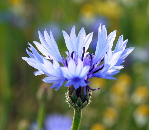 cornflower blue petals