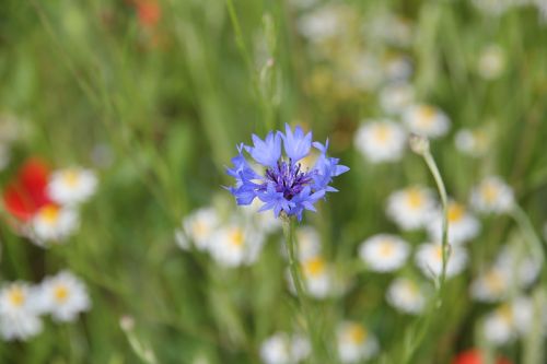 cornflower pointed flower flower meadow