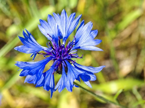 cornflower flower blossom