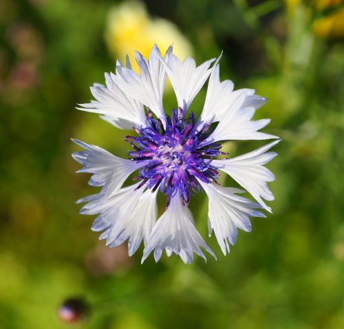 cornflower bloom tender