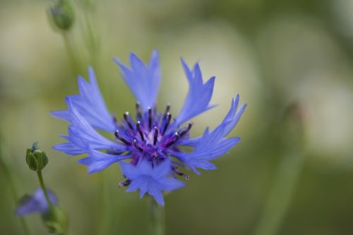 cornflower blue cornflowers