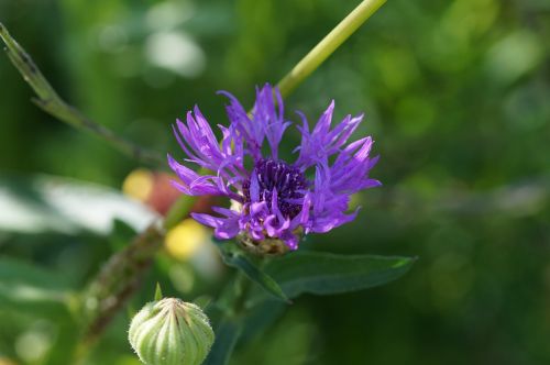 cornflower blue meadow