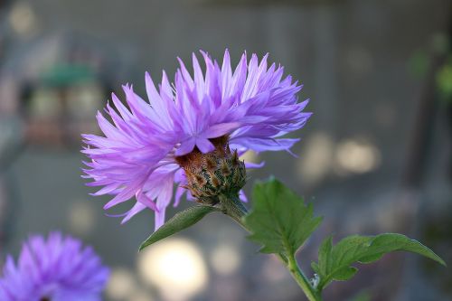 cornflower flower nature