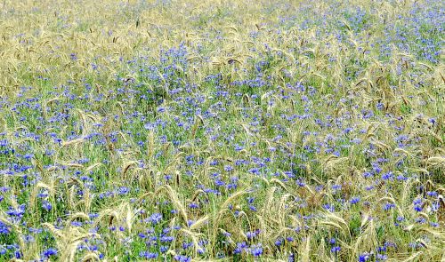 cornflower bluebottle field