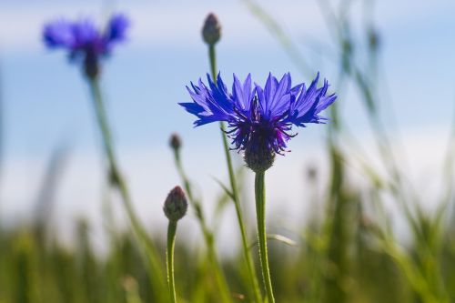 cornflower blue wildflower