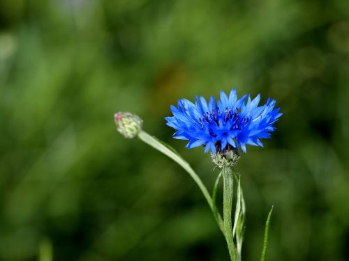 cornflower blue plant