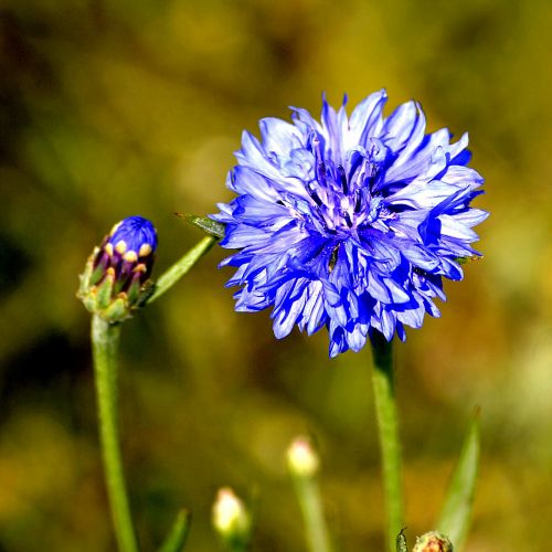 cornflower blossom bloom