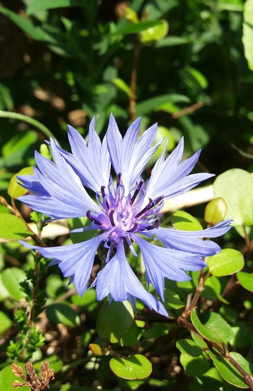 cornflower blue blossom