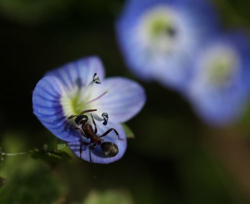 cornflower ant insecta