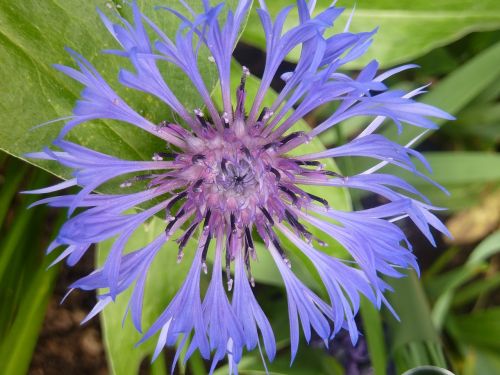 cornflower flower purple