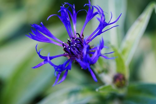 cornflower  garden  blue